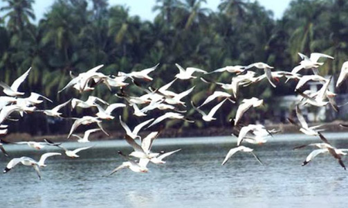 KadalundiBirdSanctuary_image