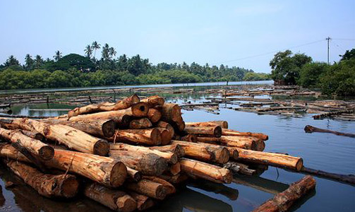 KallaiTimberYard_image